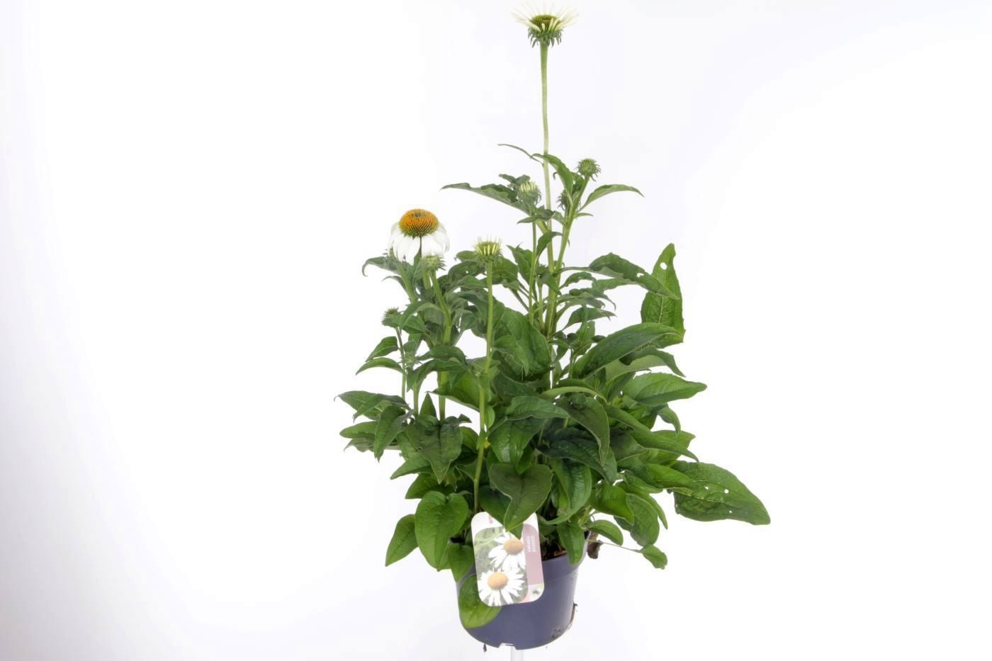 Echinacea purpurea 60cm 17cm Pot