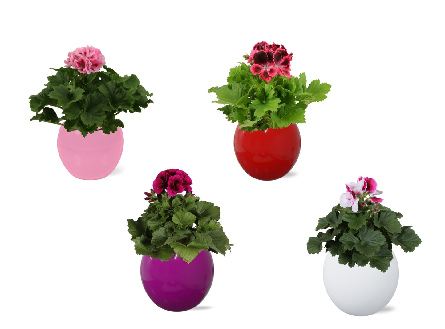 Pelarg. gr. mix (+ drp.Bombe) 25cm 12cm Pot