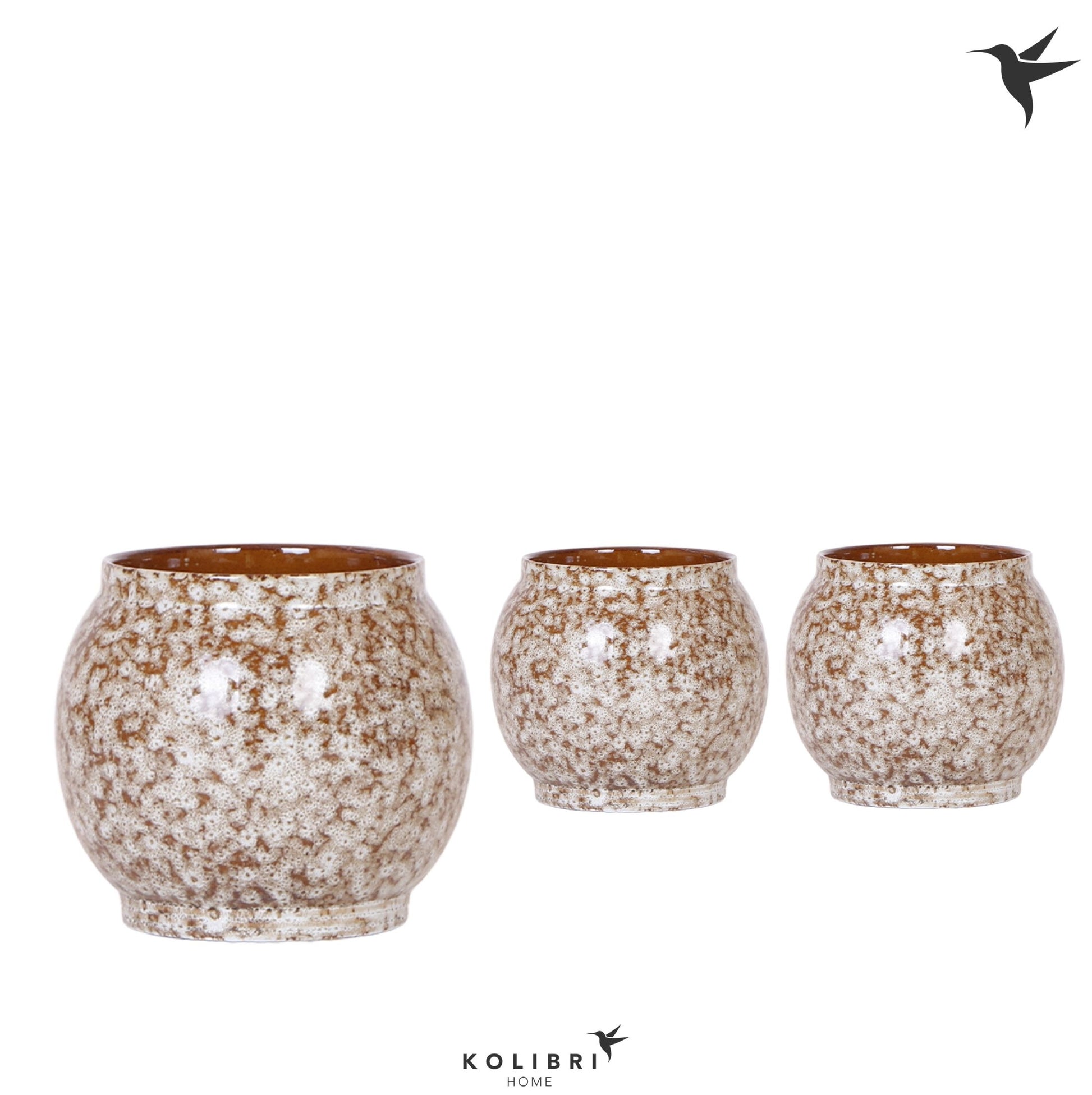 OK Plant Kolibri Home Safari pot Pack of 6