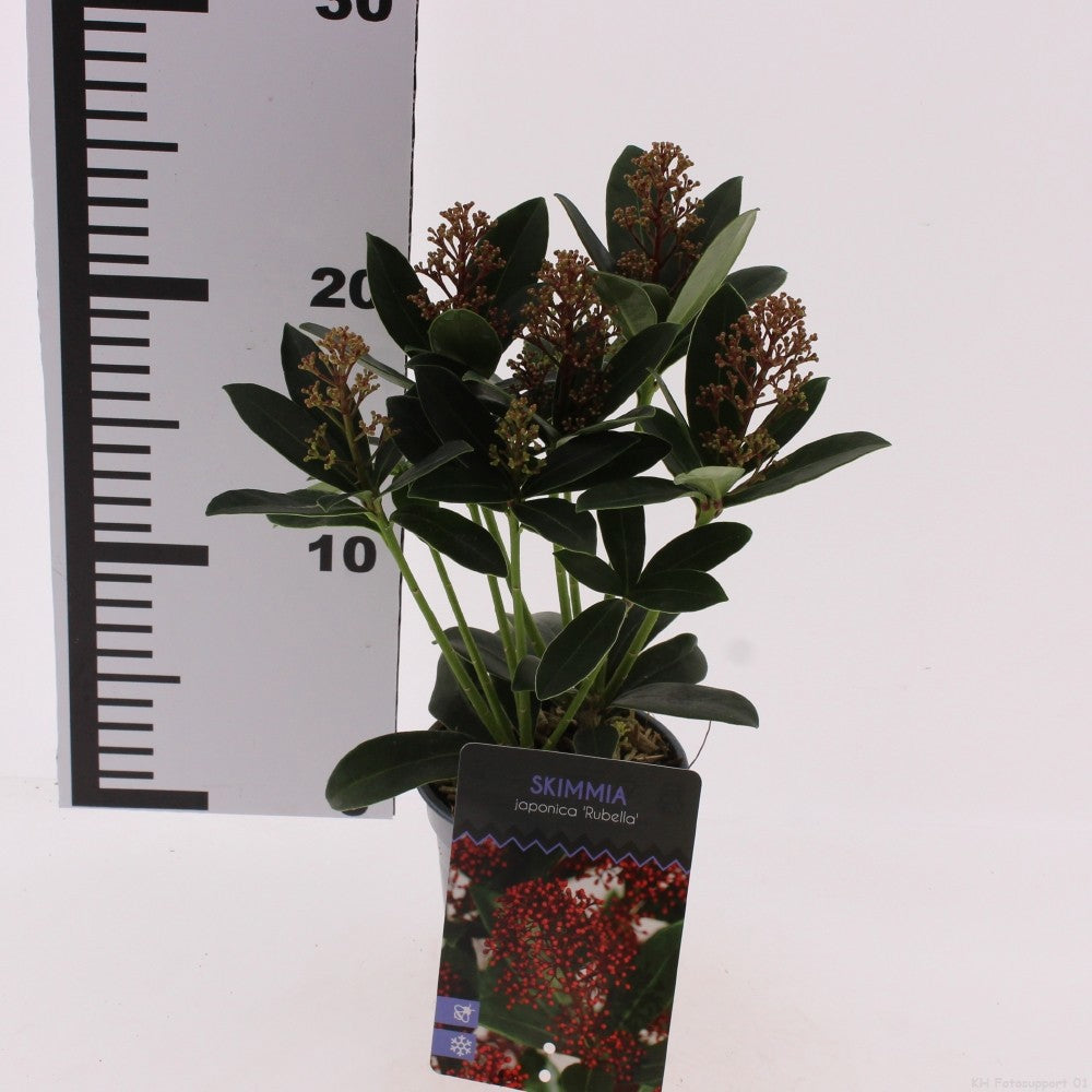 Skimmia japonica Rubella 15cm 9.5cm Pot
