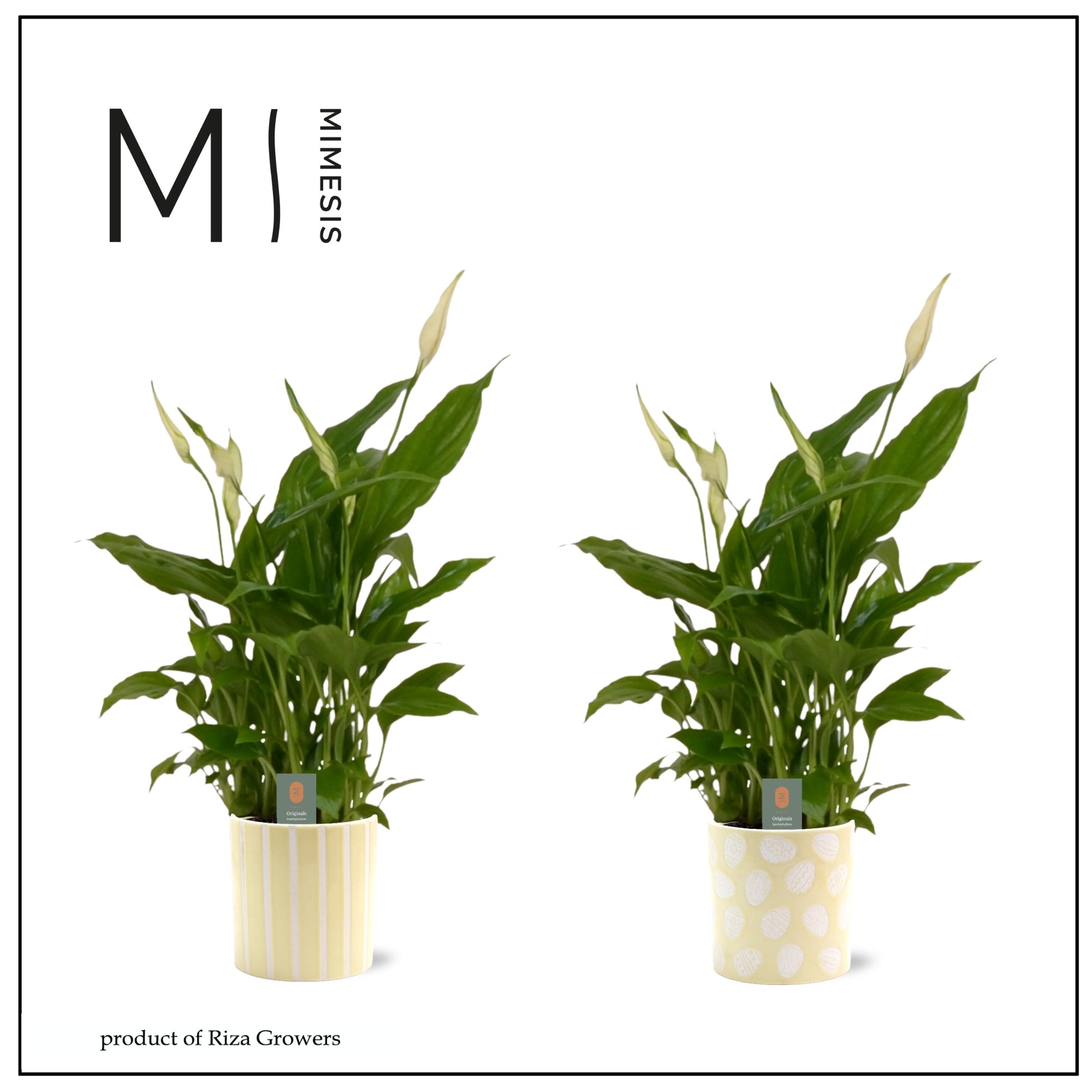 Spathiphyllum Chopin 20cm 506cm Pot