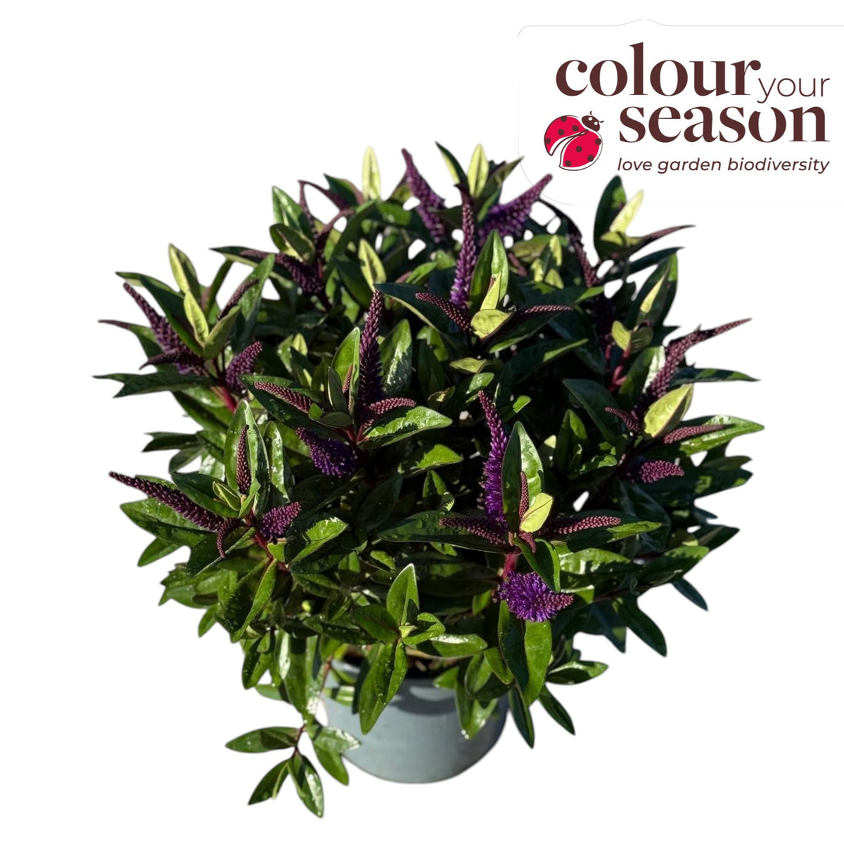 Hebe Addenda mix 35cm 17cm Pot