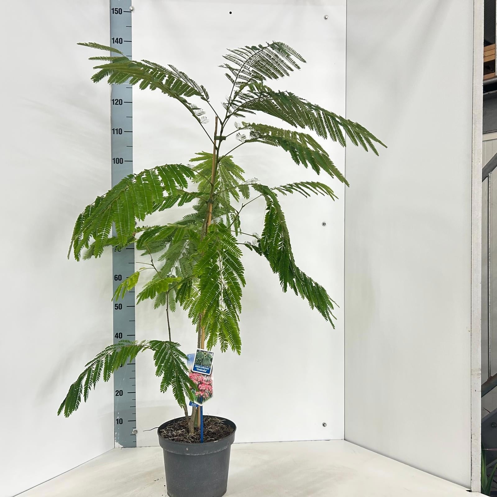 Albizia julibrissin 125cm 23cm Pot