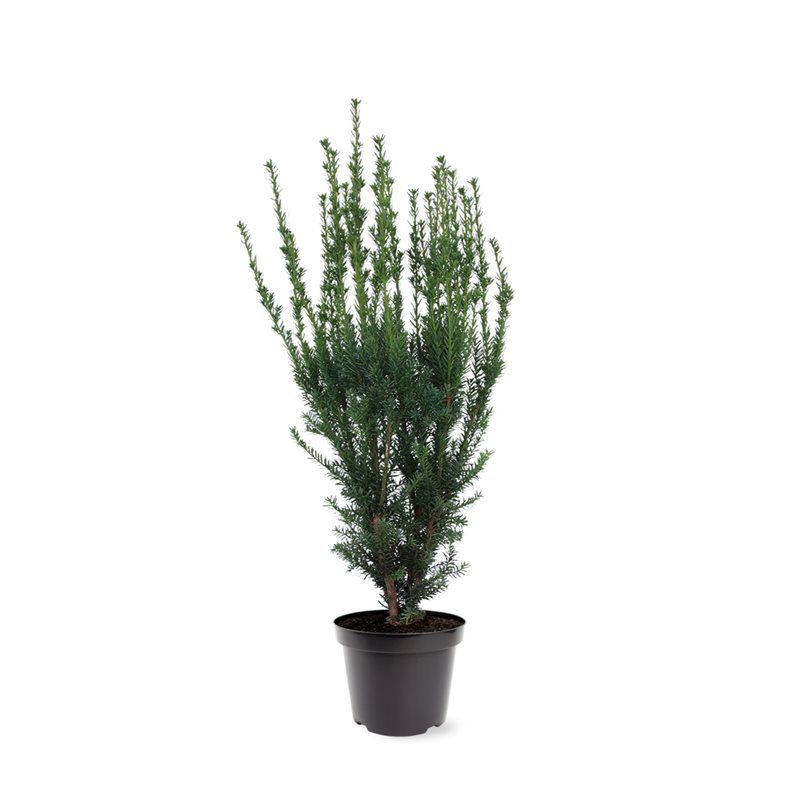 Taxus media Hillii 90cm 26cm Pot