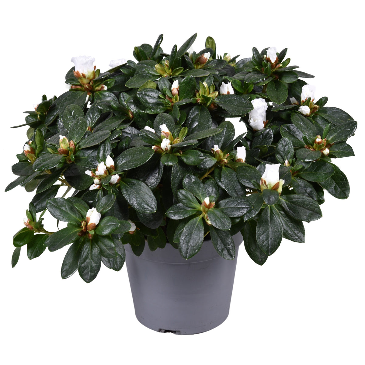 Rhododendron Vogel white 35cm 14cm Pot