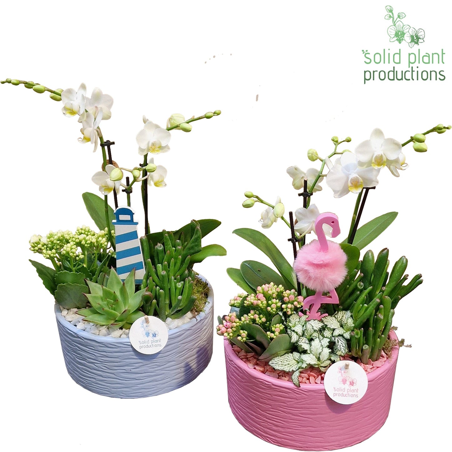 PH004 Stella B/P Summer Mix 45cm 22cm Pot