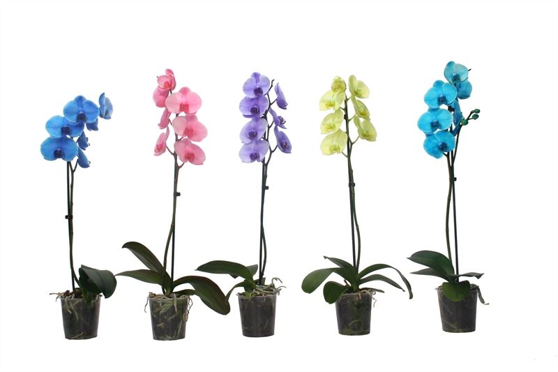 Phalaenopsis arrangement 55cm 12cm Pot
