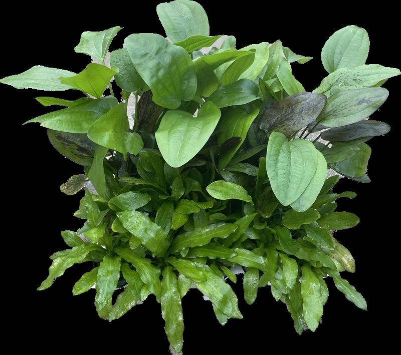Aquarium plant mix 10cm 5cm Pot