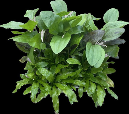 Aquarium plant mix 10cm 5cm Pot