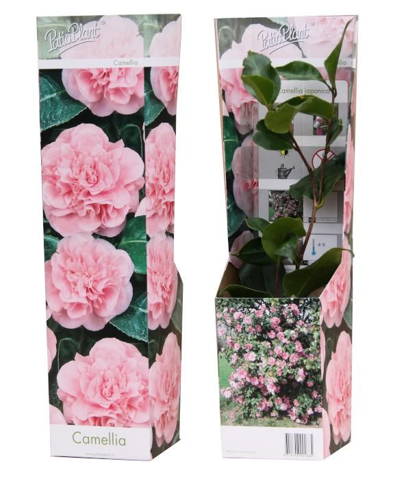 Valk BV Patioplant Camellia japonica Pack of 12