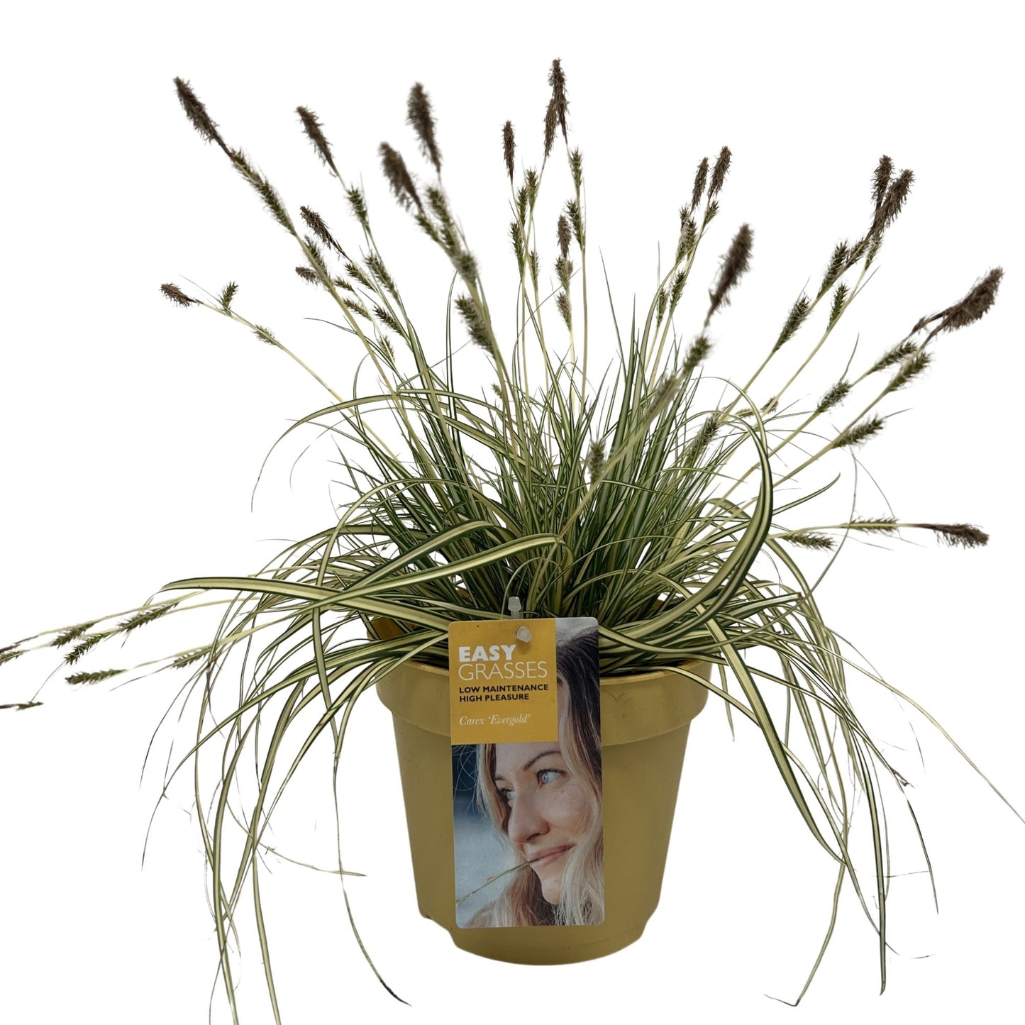 Carex hach. Evergold 35cm 17cm Pot