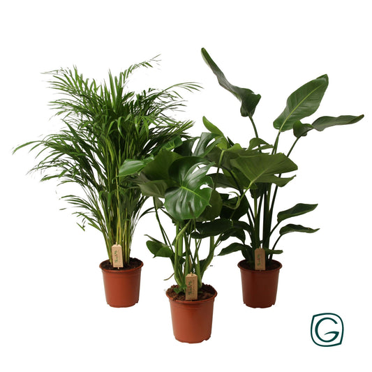 Foliage houseplants mix 65cm 21cm Pot