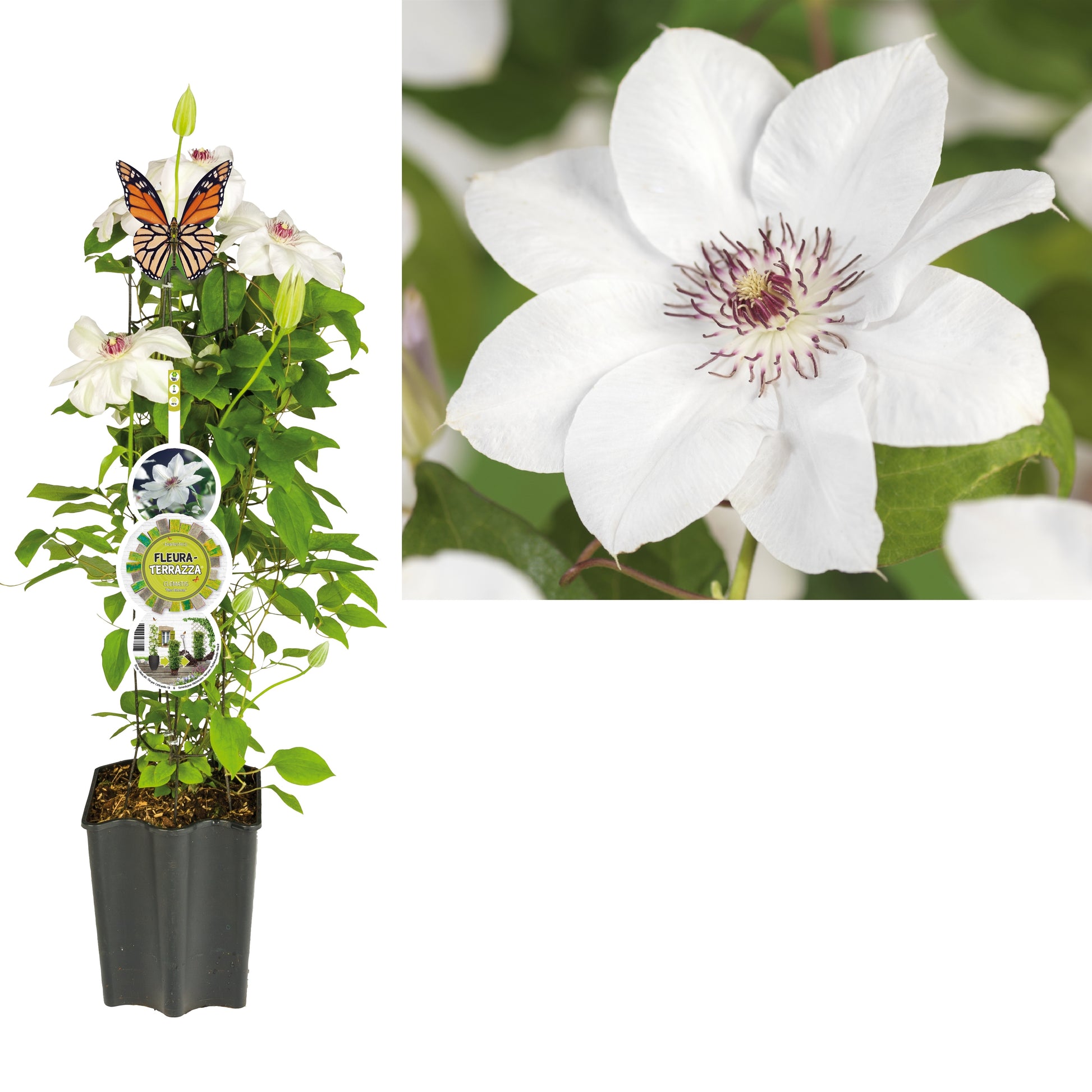 Clematis Miss Bateman 75cm 19cm Pot