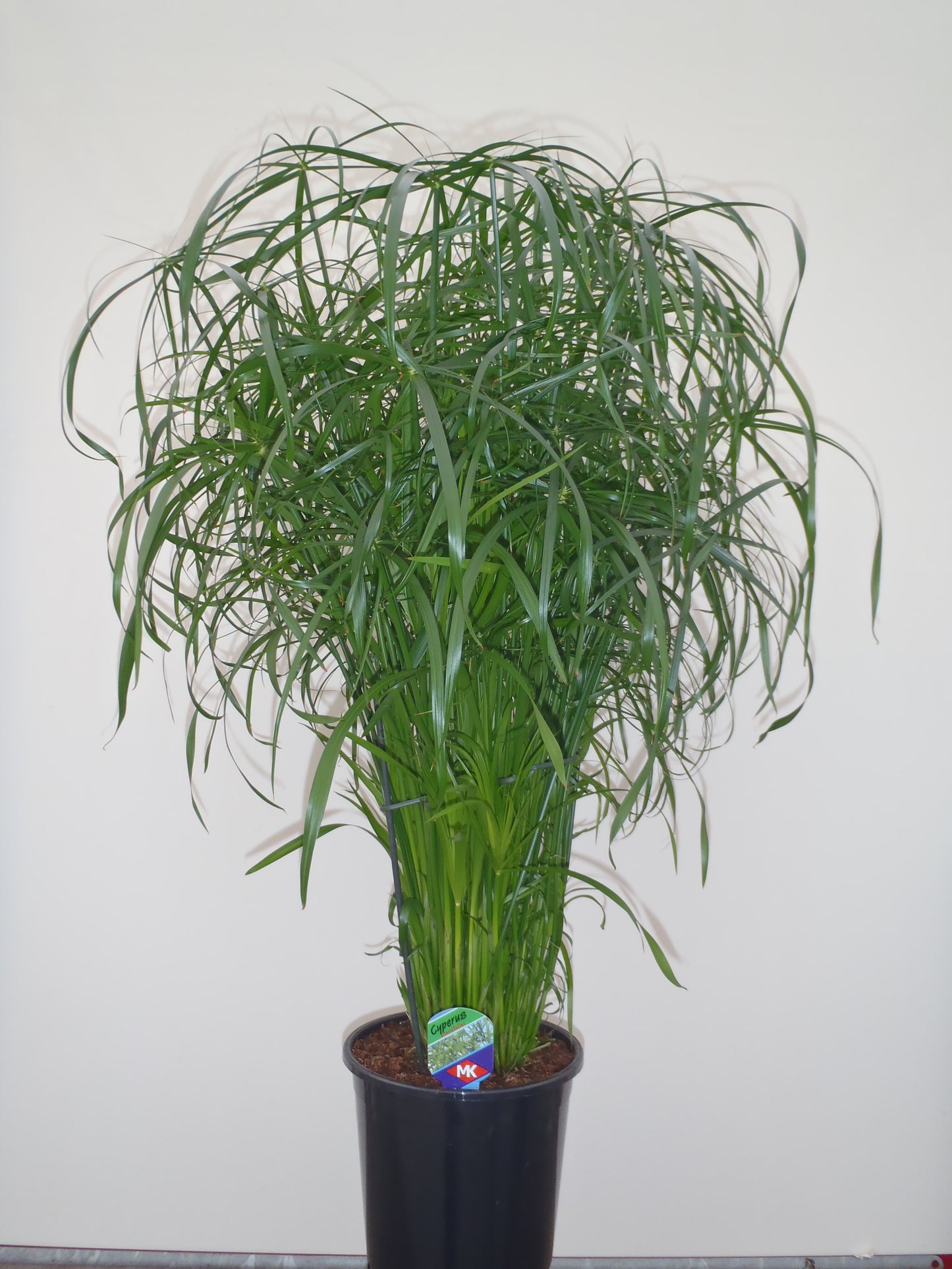 Cyperus alternifolius 85cm 21cm Pot