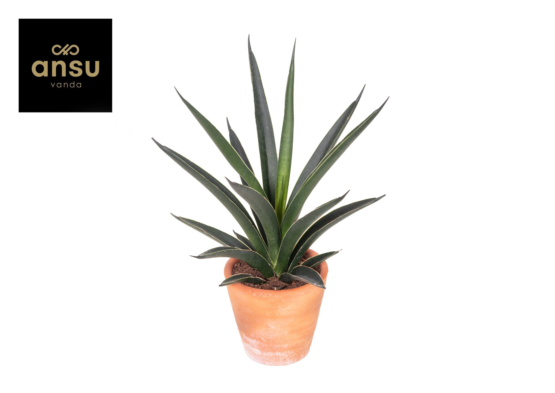 Sansevieria Comet Amazon Green 30cm 9cm Pot