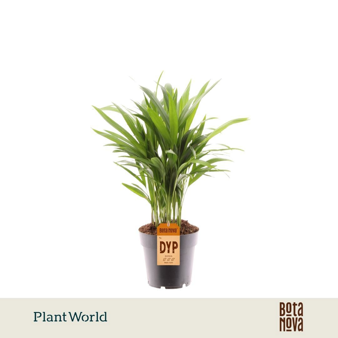 Dypsis lutescens 50cm 14cm Pot
