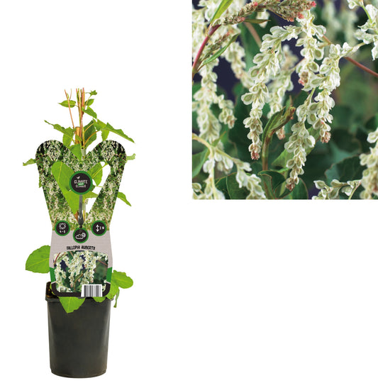 Fallopia aubertii (Russian Vine) 40cm 11cm Pot