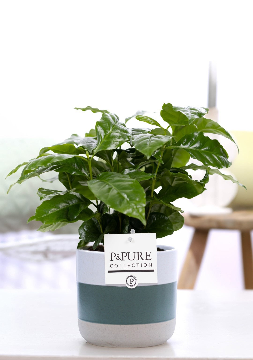 Coffea arabica 20cm 12cm Pot