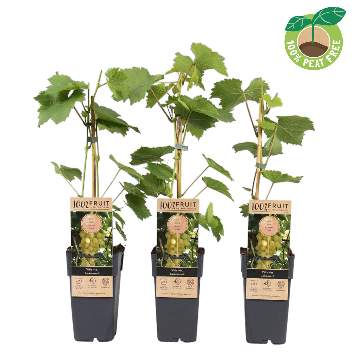 Vitis vinifera Lakemont 50cm 15cm Pot