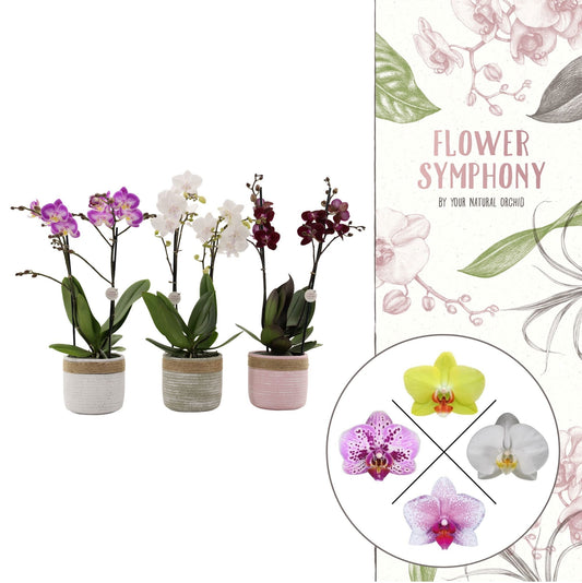 Phalaenopsis mix 40cm 12cm Pot