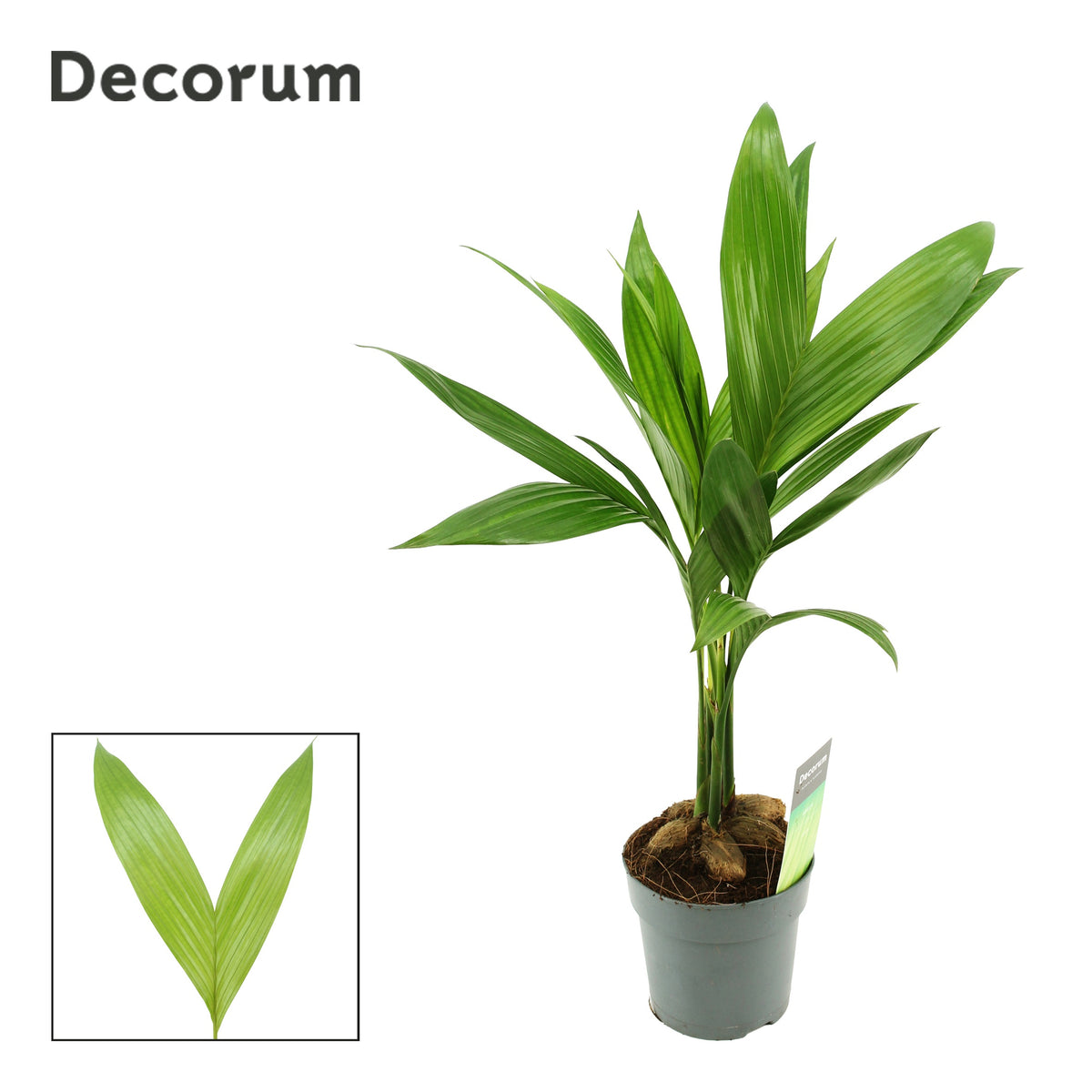Areca catechu 50cm 12cm Pot