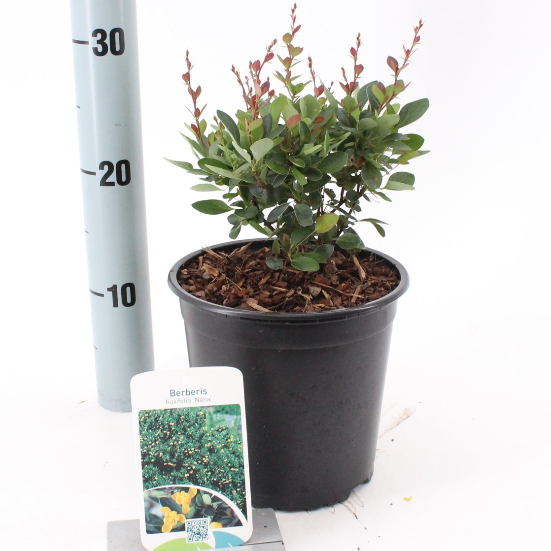 Berberis buxifolia Nana 20cm 17cm Pot