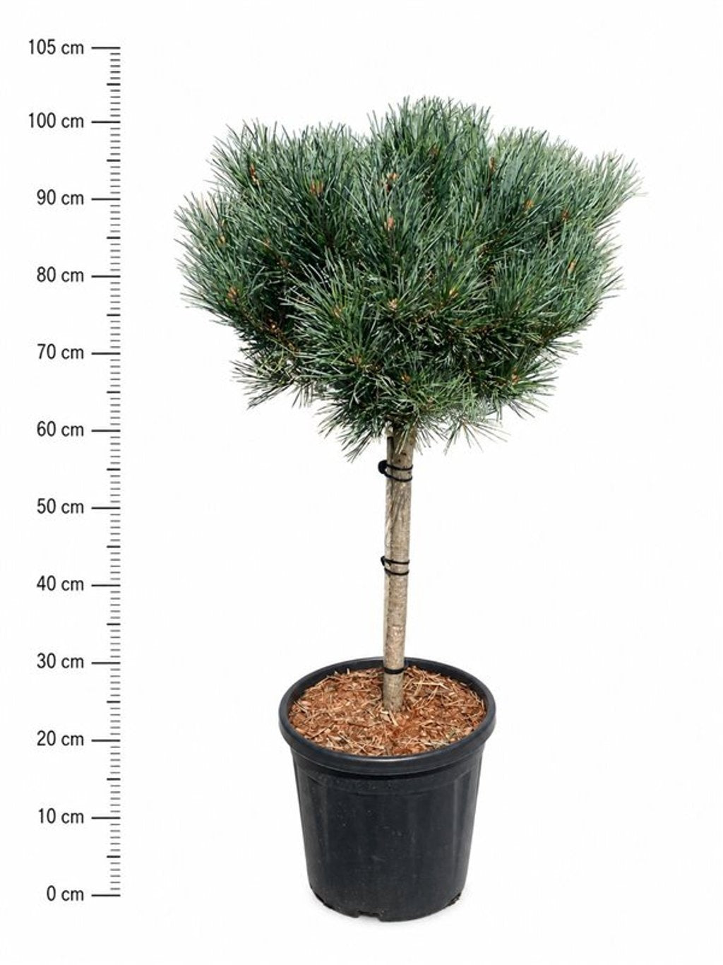 Pinus sylvestris Watereri 95cm 32cm Pot