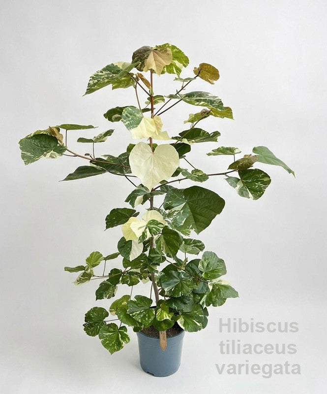 Plants 180cm 27cm Pot