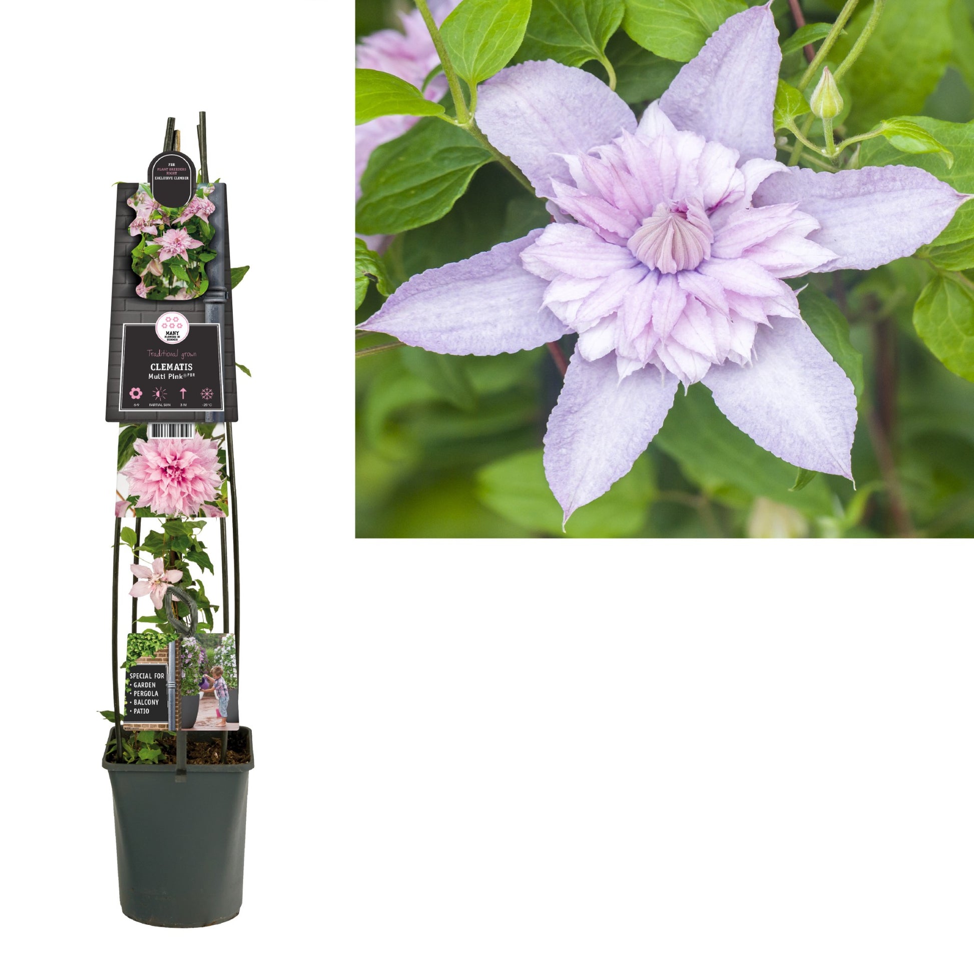 Clematis Multi Pink 115cm 23cm Pot
