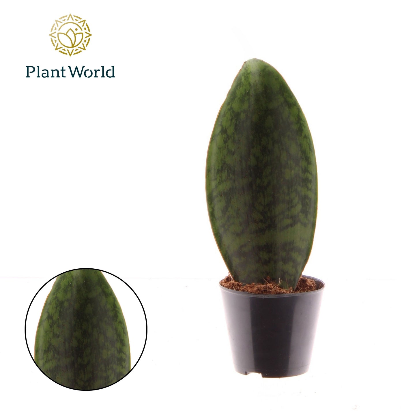 Sansevieria 25cm Special Pot (508)