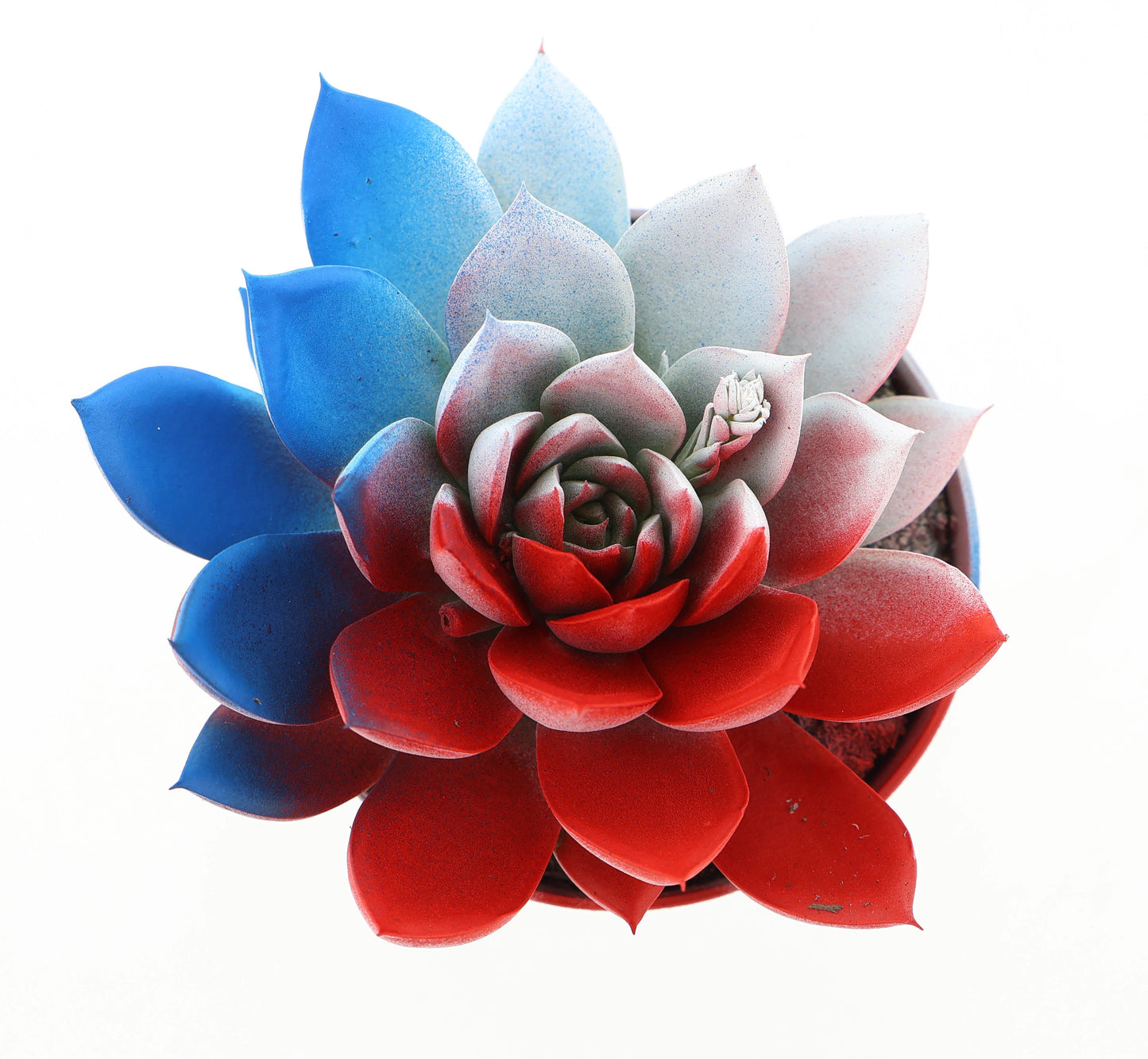 Rainbow Czech Republic 10cm Special Pot (508)
