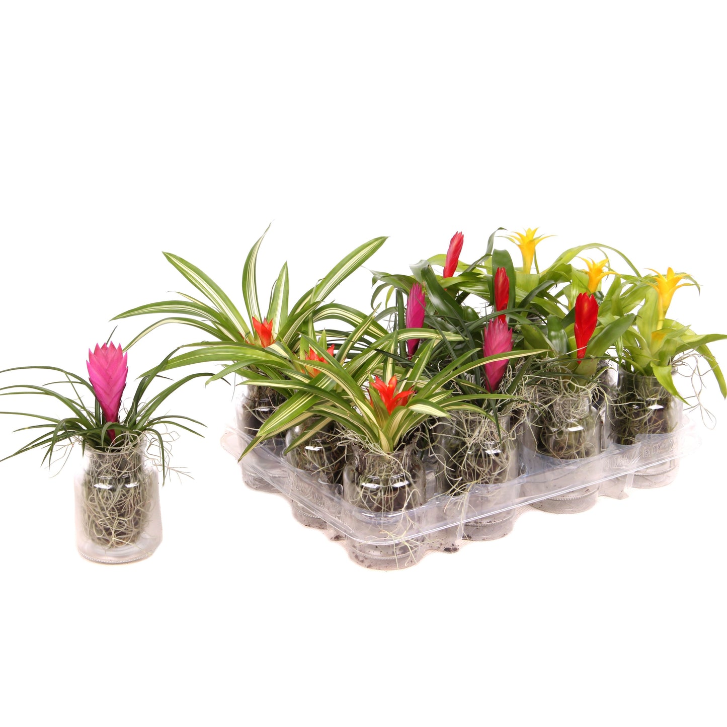 arr. Bromelia 8cm Pot