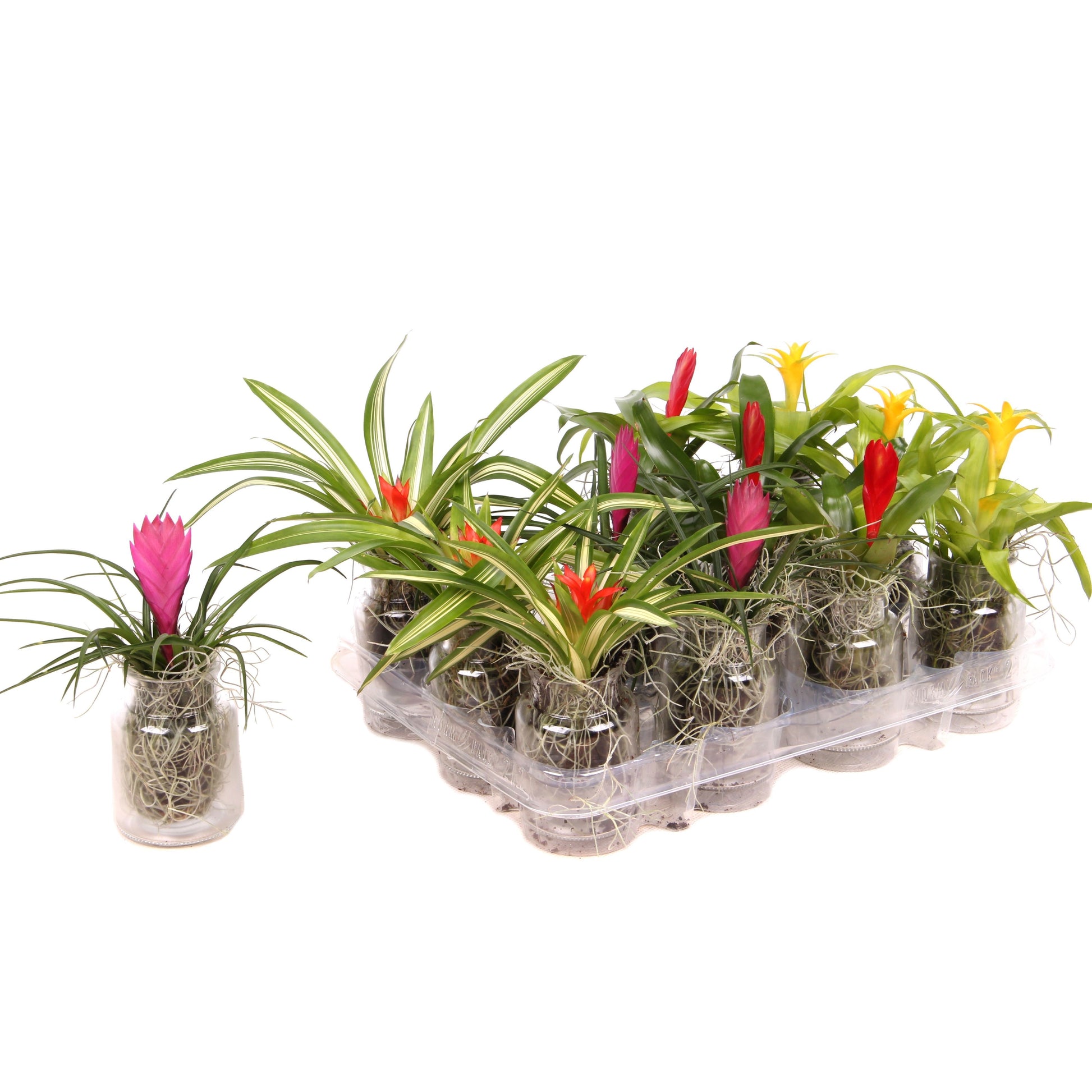 arr. Bromelia 8cm Pot