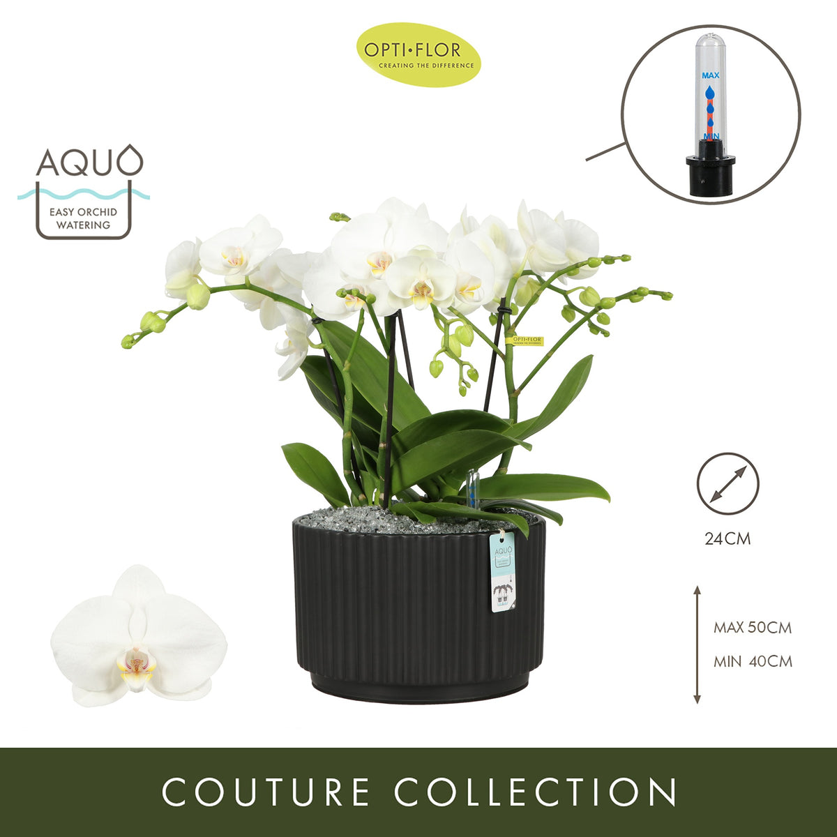 Phalaenopsis arrangement 24cm Pot