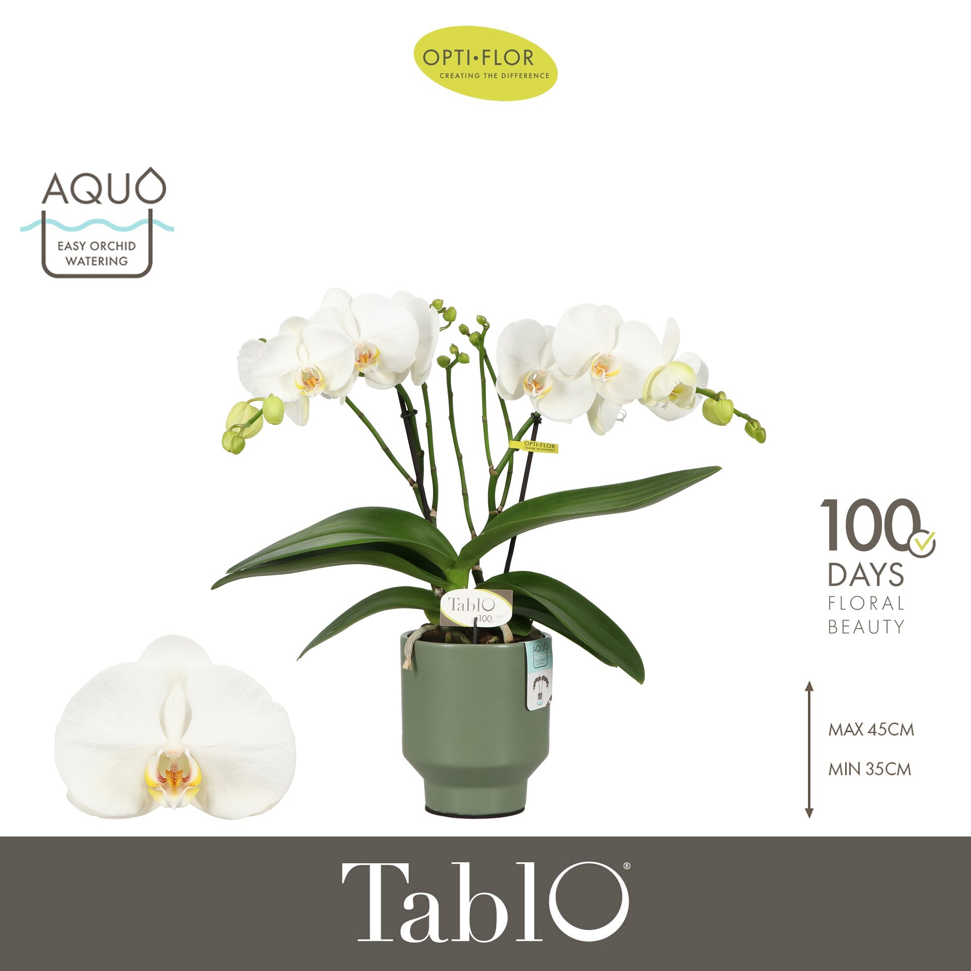 Phalaenopsis white 40cm 12cm Pot