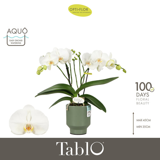 Phalaenopsis white 40cm 12cm Pot
