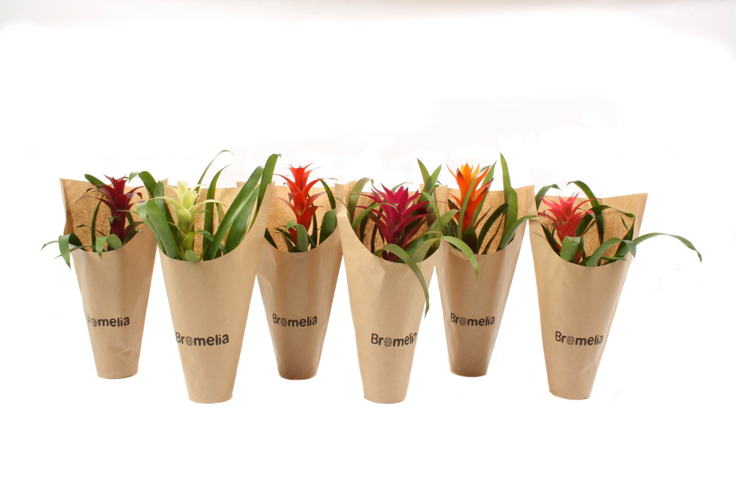 Guzmania mix 45cm 12cm Pot