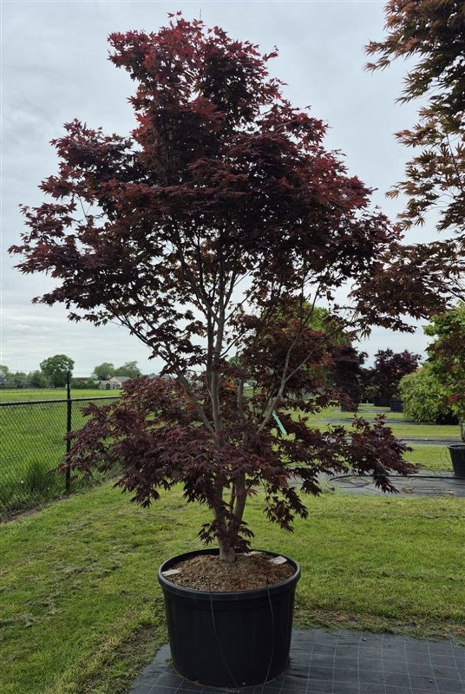 Acer Sumi-Nagashi 400cm 92cm Pot