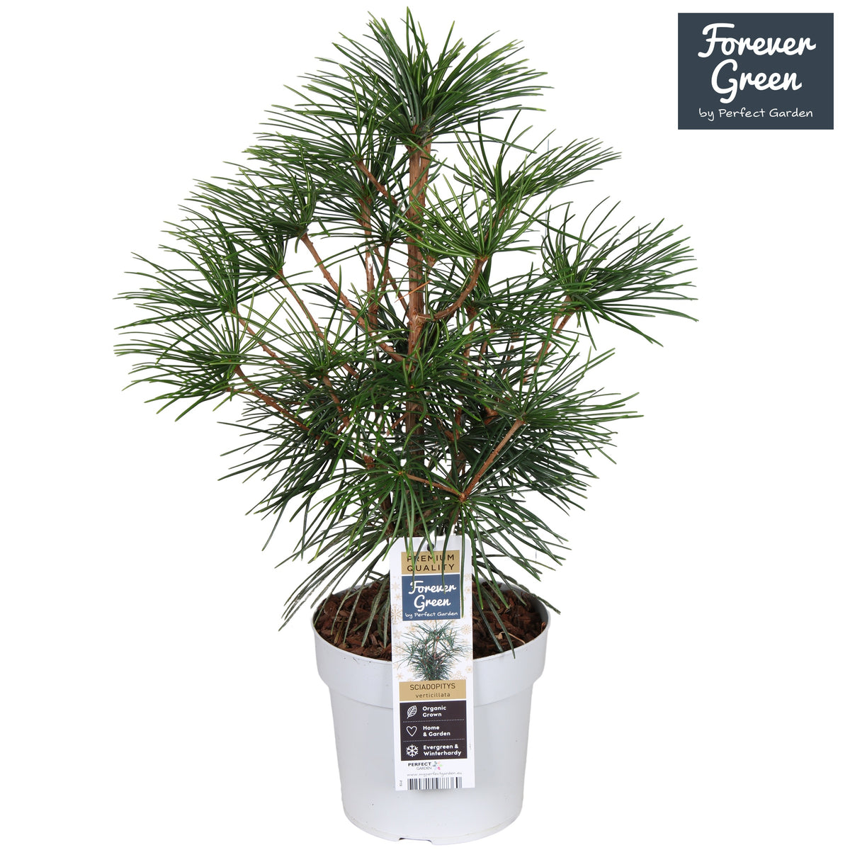 Sciadopitys verticillata 70cm 19cm Pot