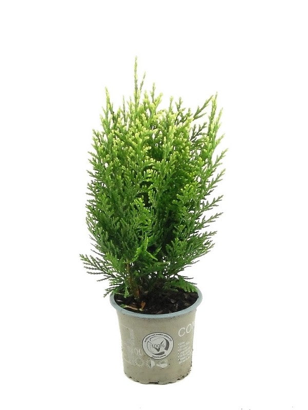 Chamaecyparis White Spot 20cm 9cm Pot
