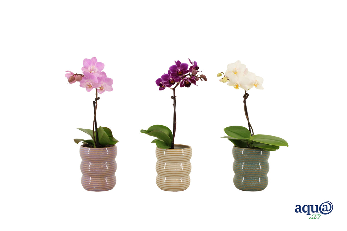 Phalaenopsis hybrid 17cm 6cm Pot