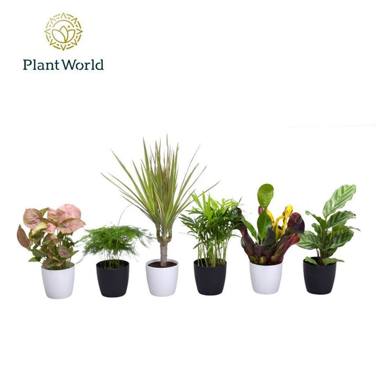 Keen on Green mix New York 7 cm in Sara pot Black & White 15cm 7cm Pot