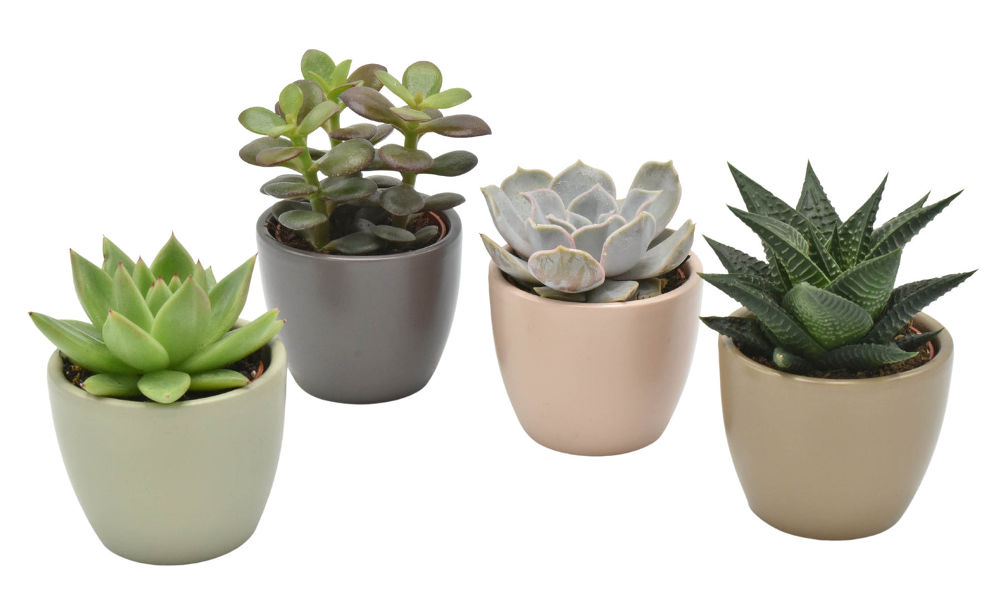 Succulenten mix (+ drp.magnetic) 9cm 7cm Pot