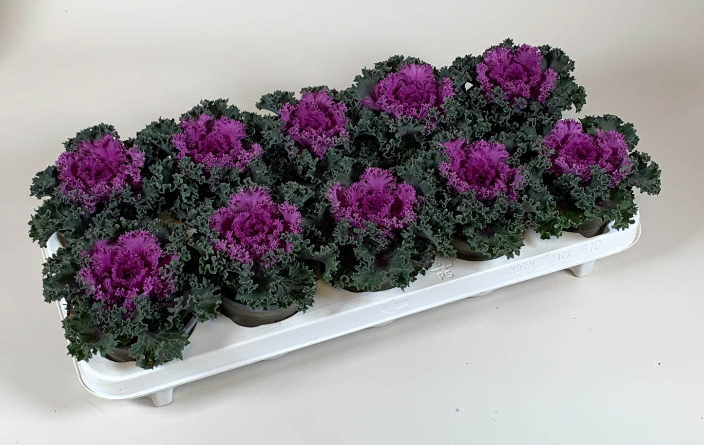 Kap-Tiegelaar. Kwekerij Brassica ole. curly red Pack of 15