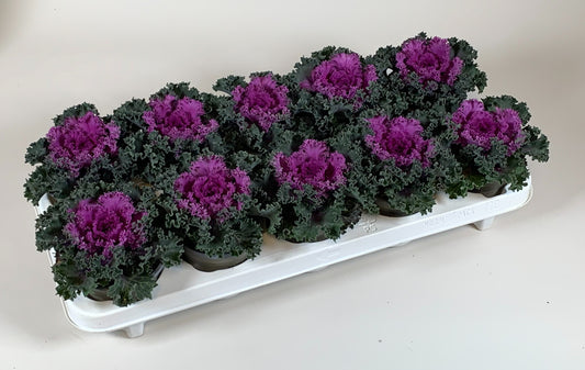 Brassica ole. curly red 20cm 10.5cm Pot