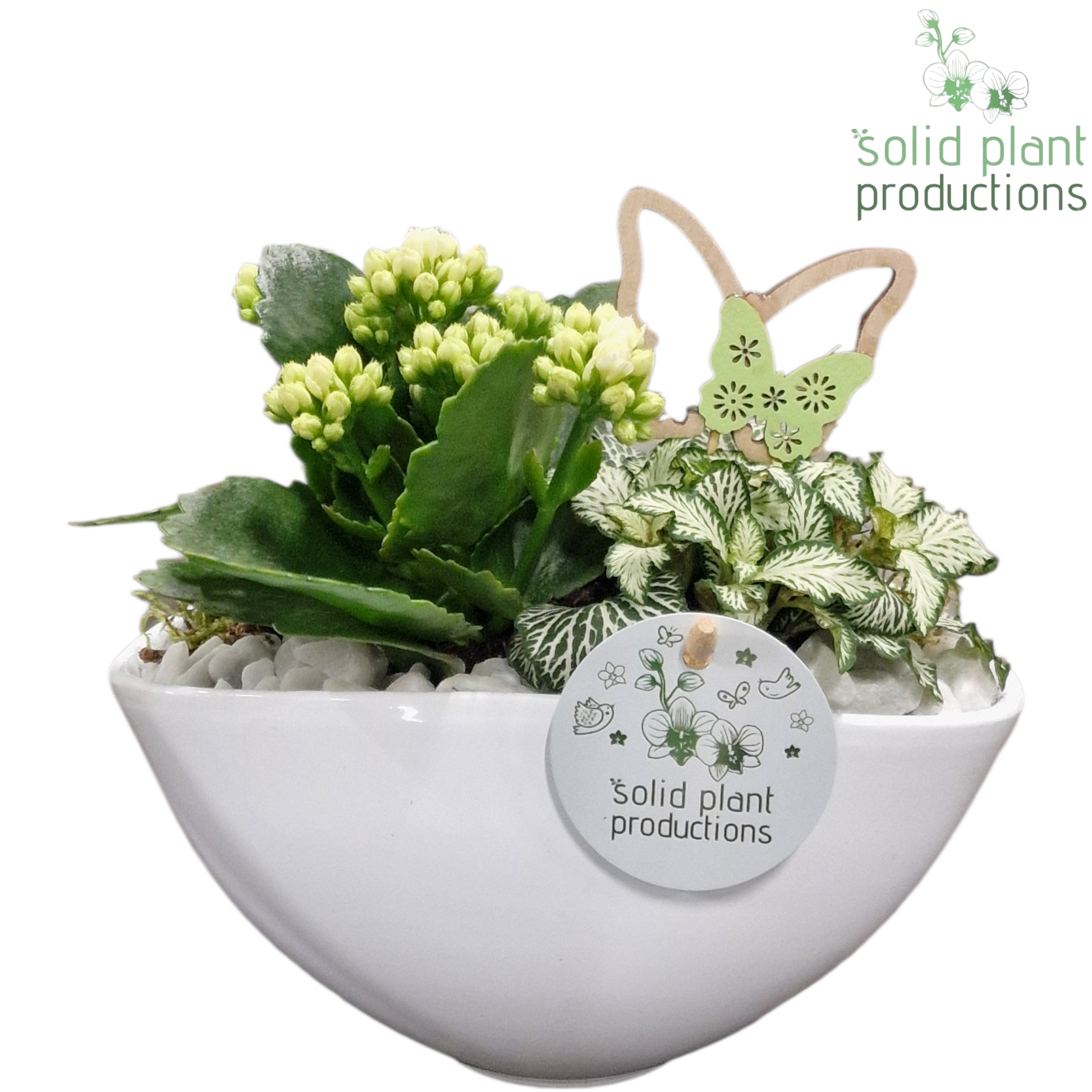 Solid Plant Productions KF006 Katty White Pack of 4