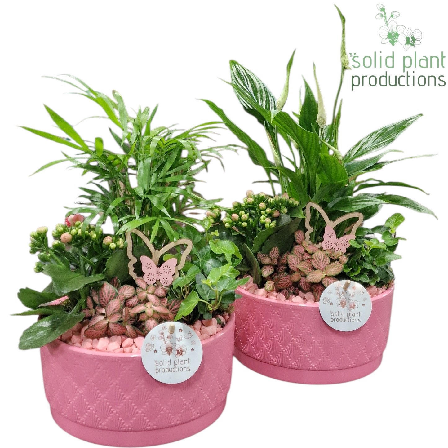 Solid Plant Productions SC003 Loes Pink Mix Pack of 4