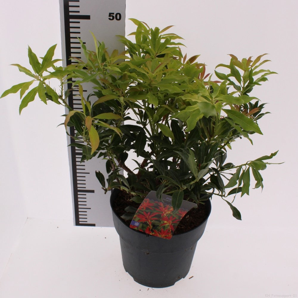 Snepvangers Tuinplanten Pieris japonica Forest Flame Pack of 1