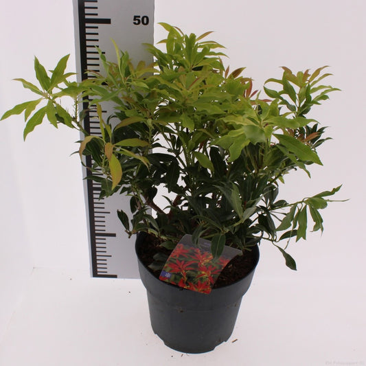 Snepvangers Tuinplanten Pieris japonica Forest Flame Pack of 1