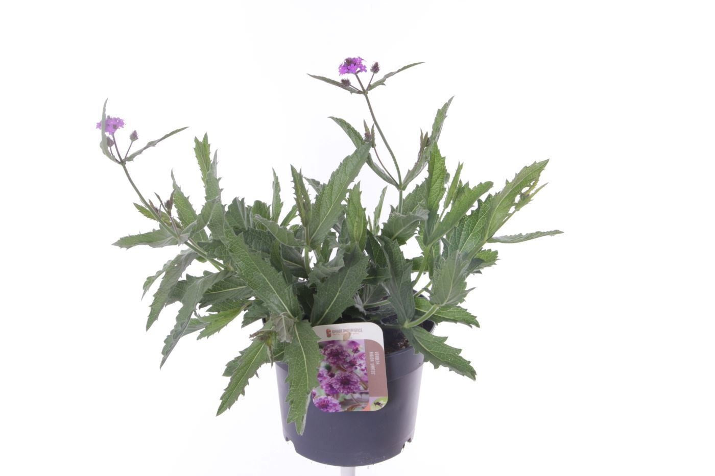 Verbena rigida 40cm 17cm Pot